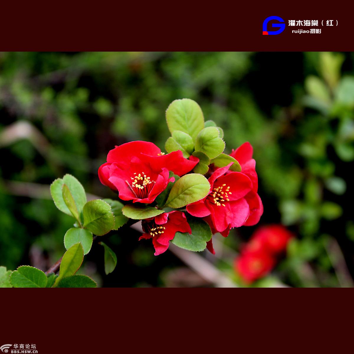 红色灌木海棠