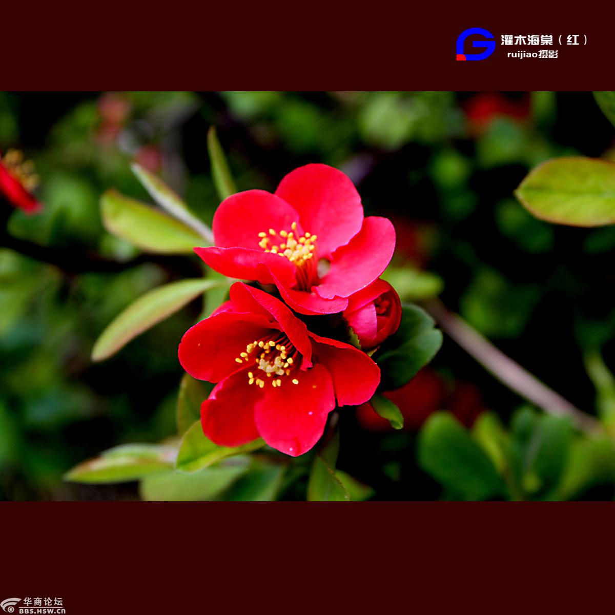 红色灌木海棠