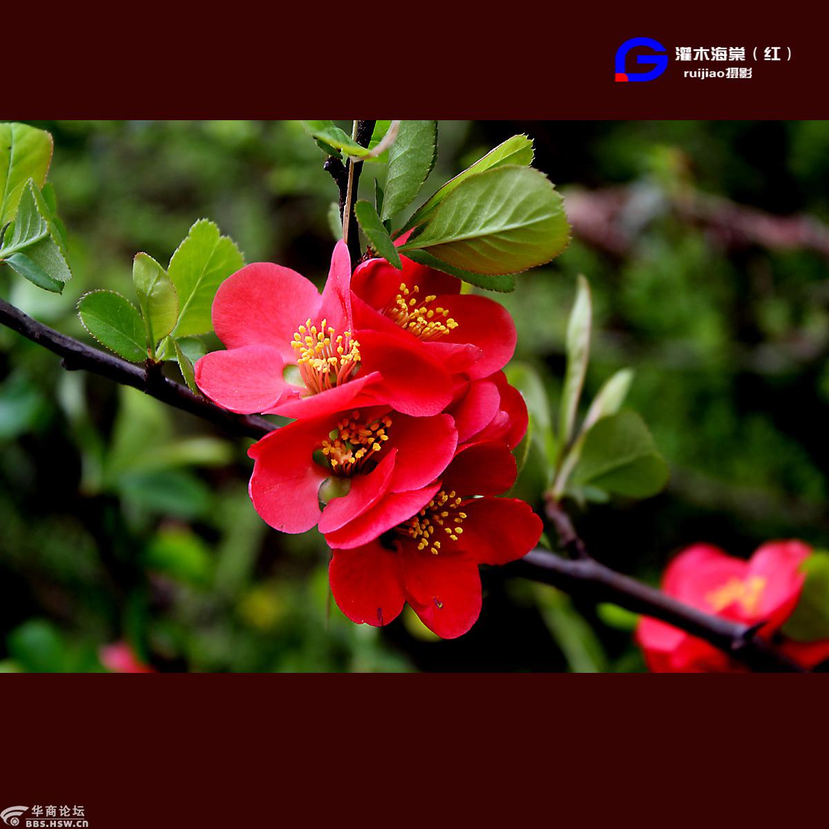 红色灌木海棠