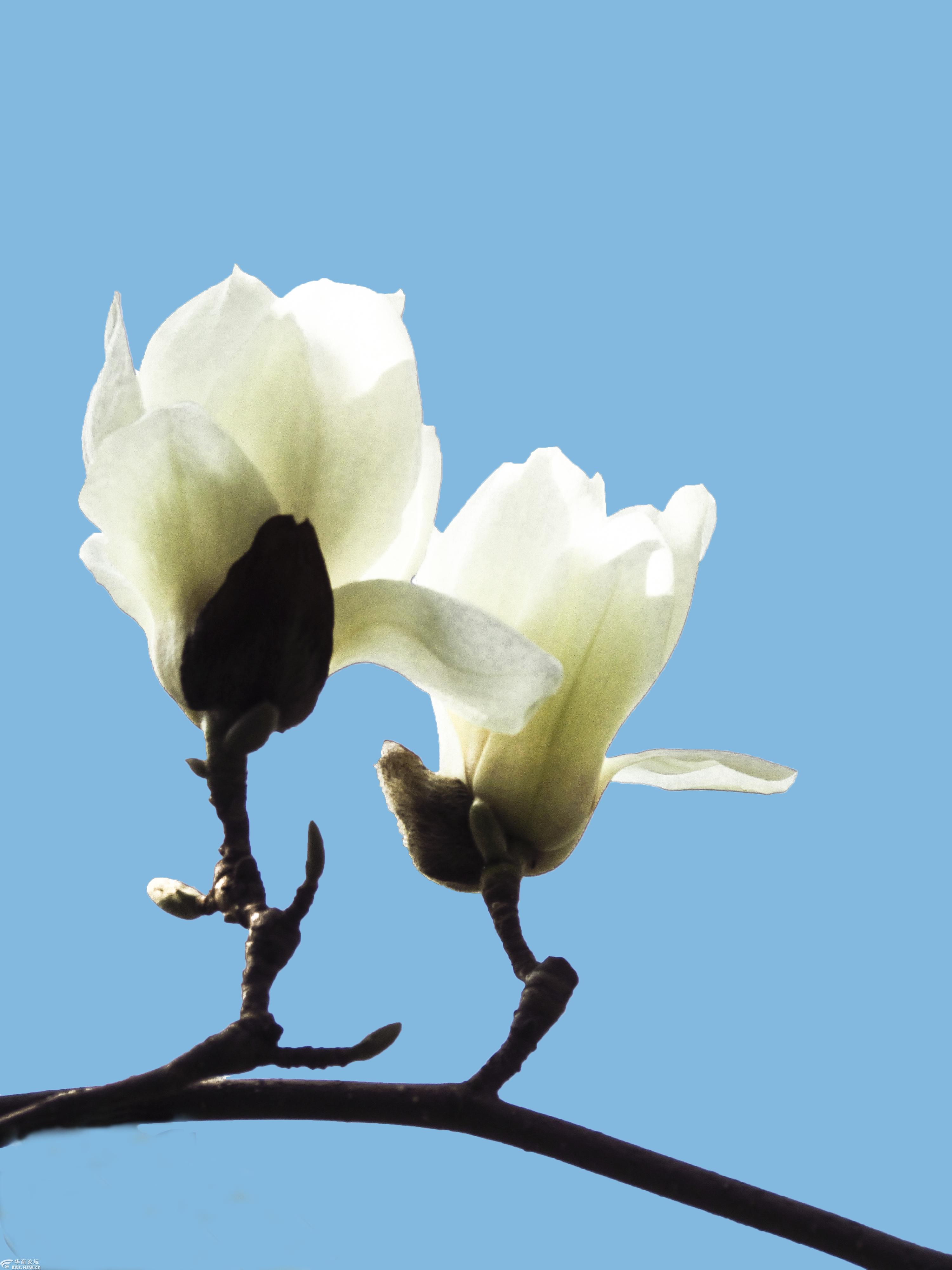 兴庆公园玉兰花