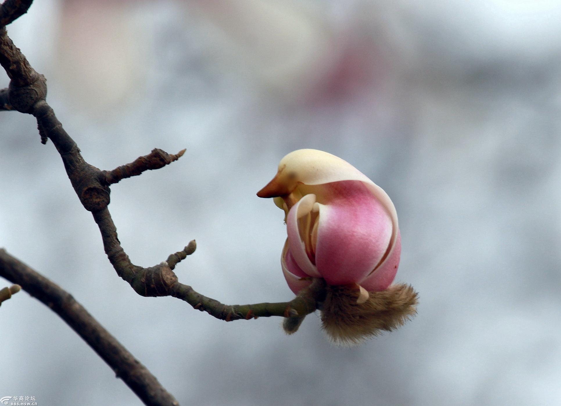 小鸟玉兰绽放的春天