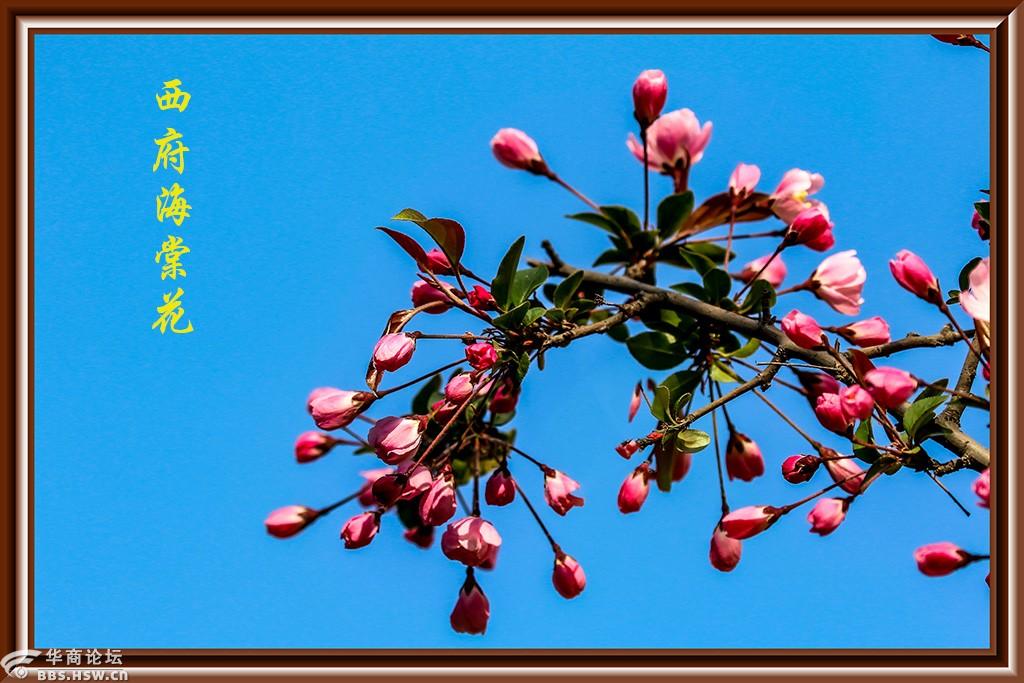 三月花世界西府海棠花