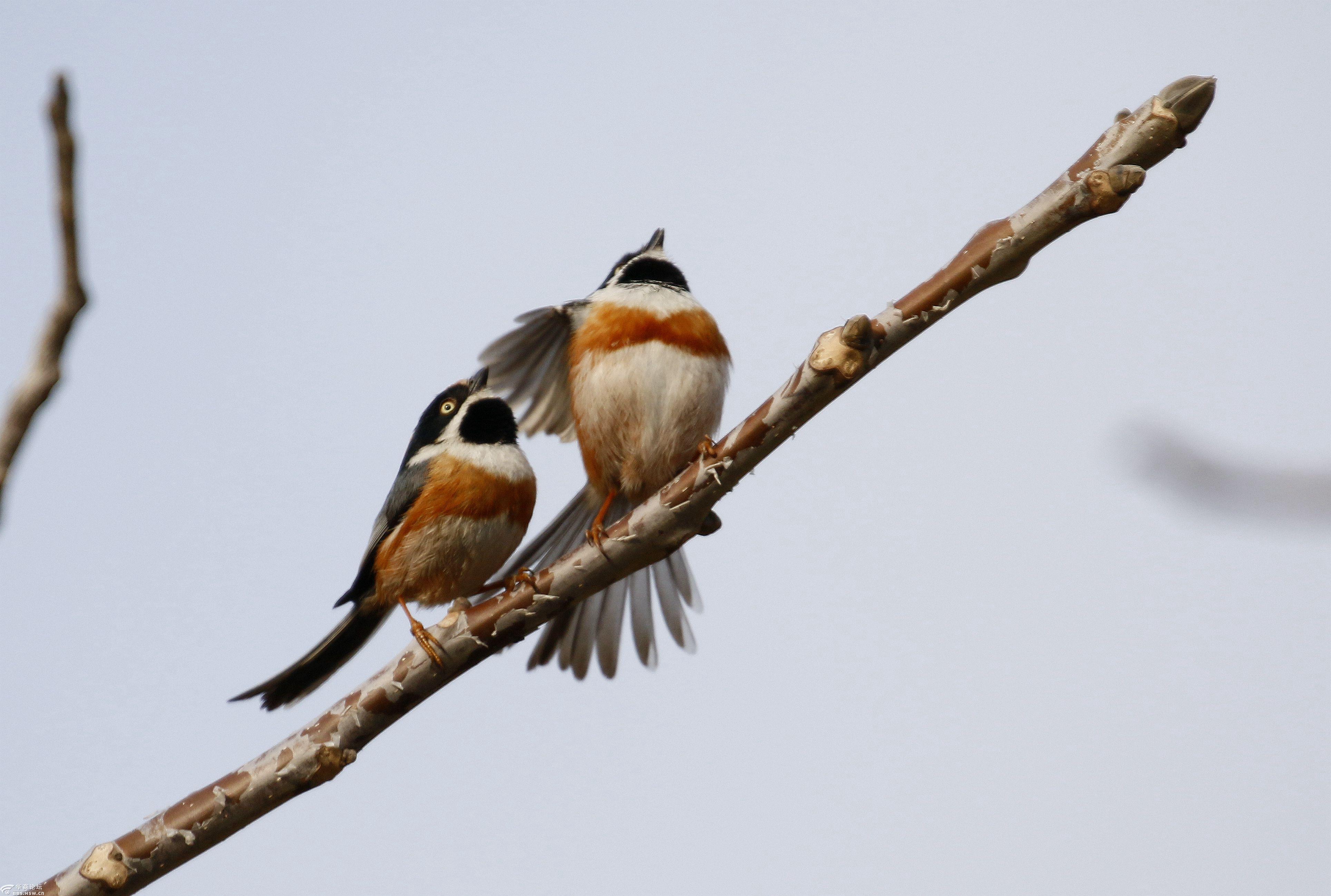 红头长尾山雀的爱情故事