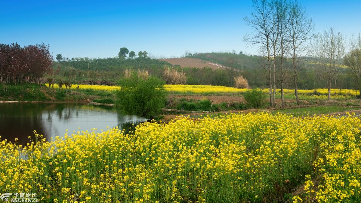 2020汉中油菜花季