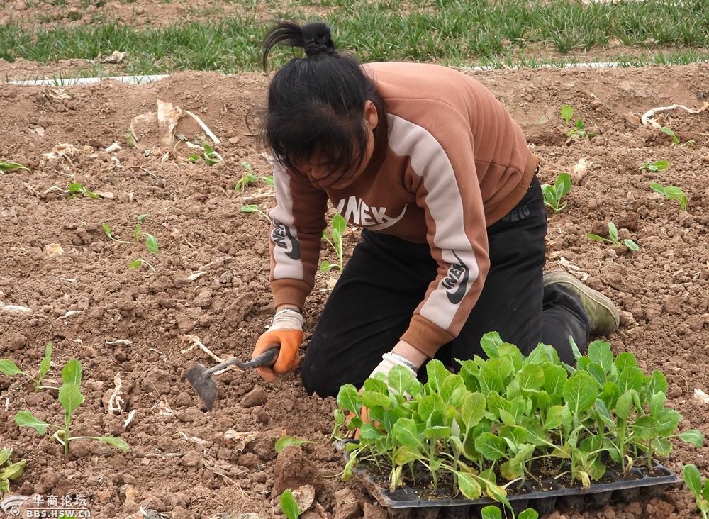 实拍农民移栽菜苗真辛苦