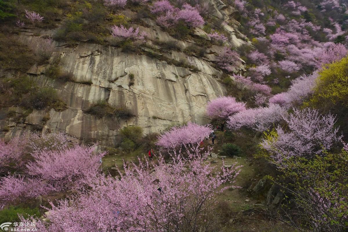 桃花盛开的地方三凤山