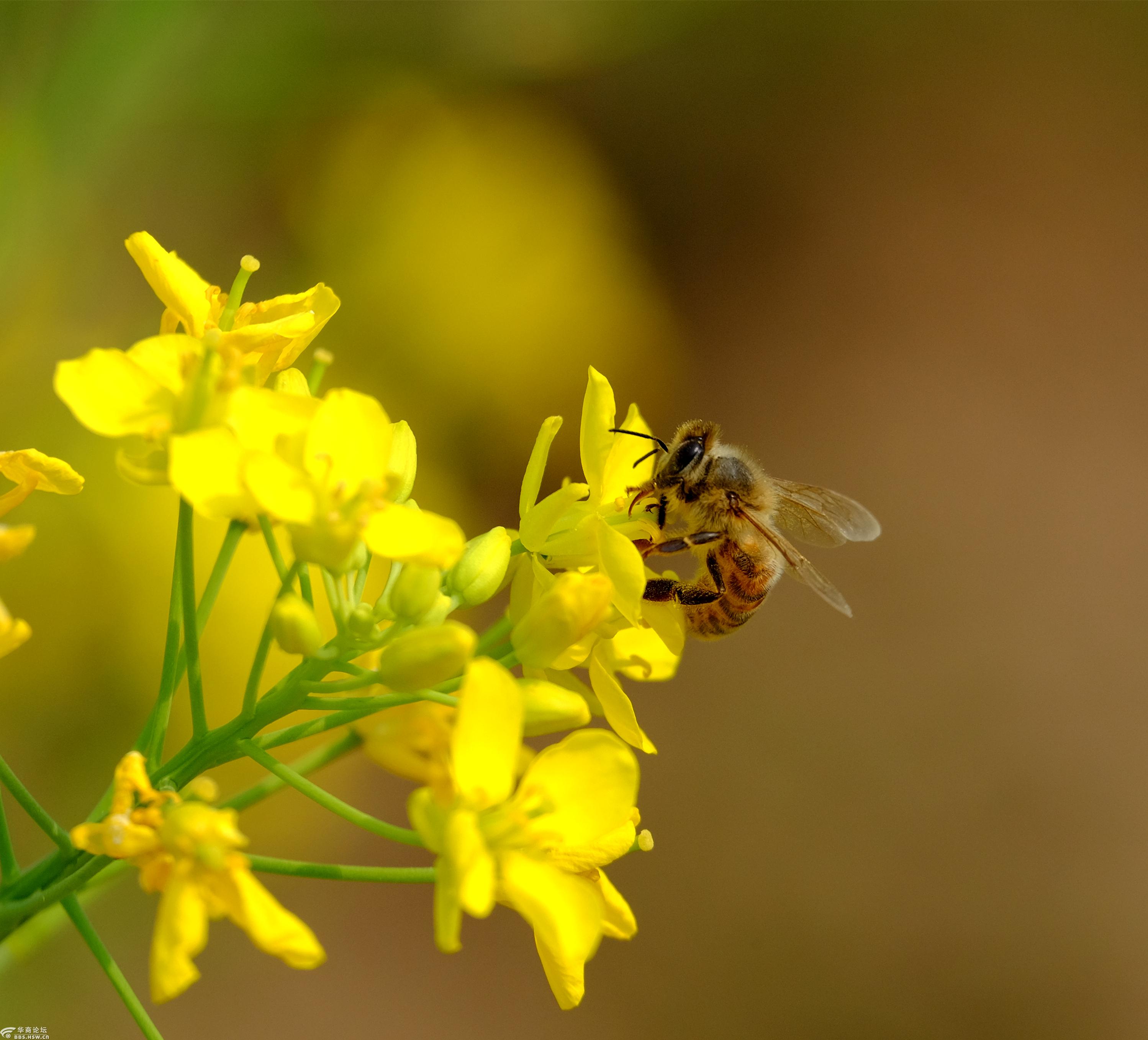 油菜花蜜蜂