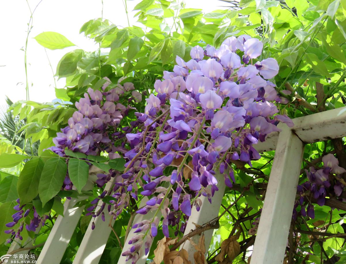 攀爬上栅栏的紫藤花