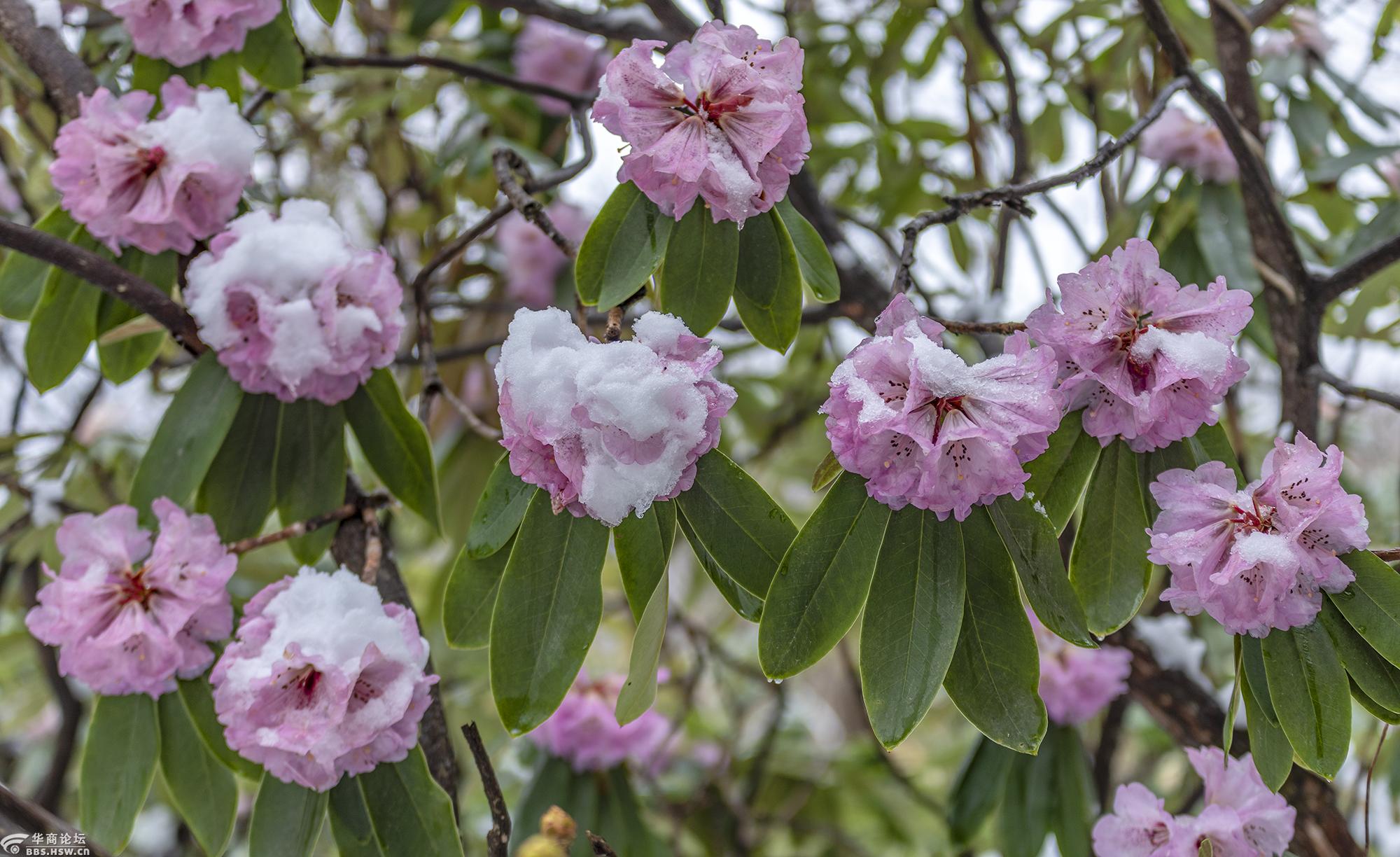 镇安木王杜鹃花