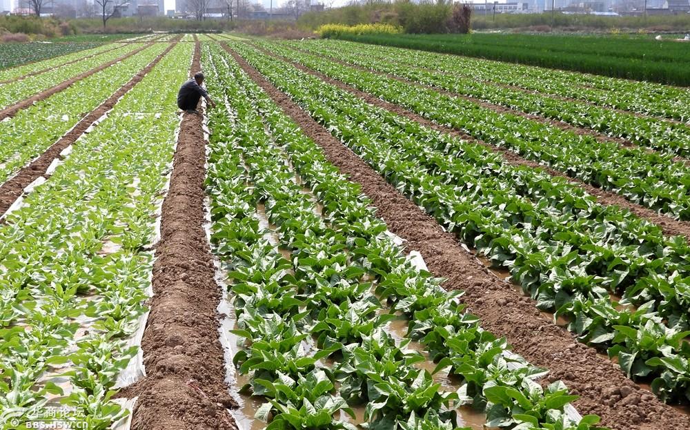 三原菜农抓紧时机给菜田施肥灌溉!