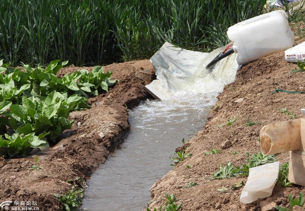 三原菜农抓紧时机给菜田施肥灌溉!