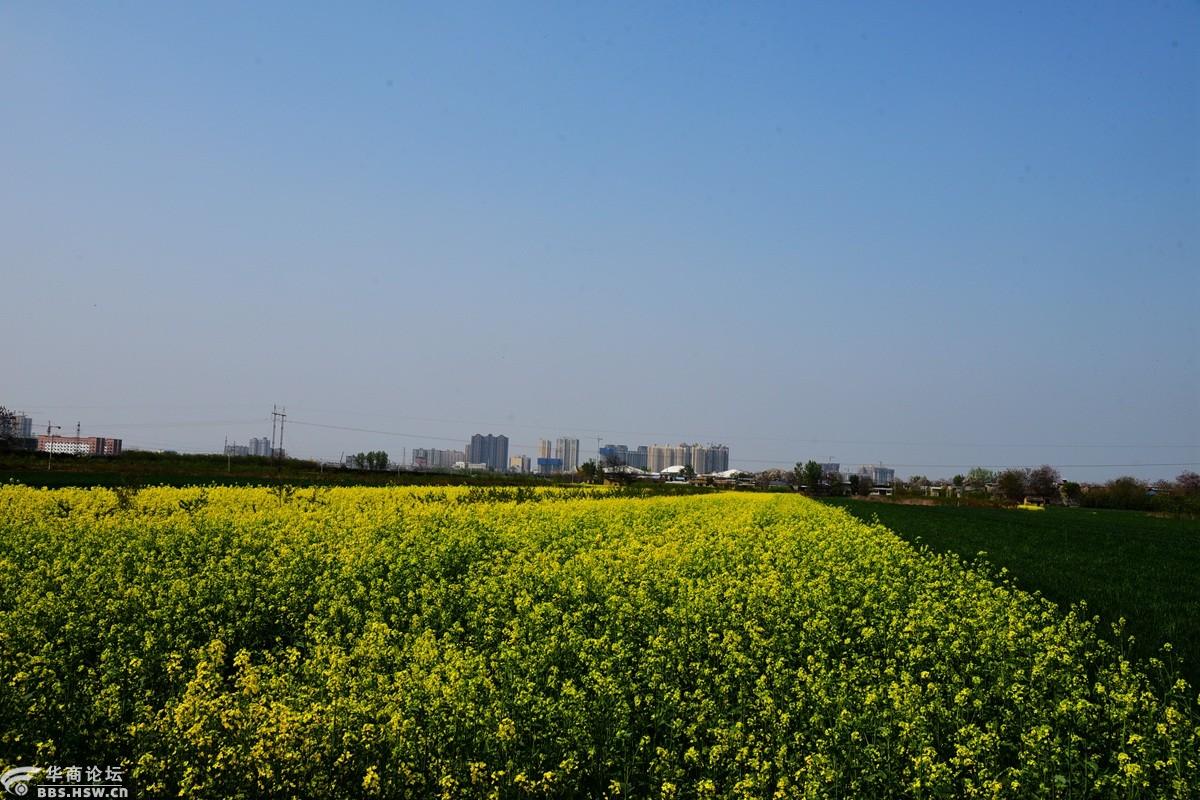 樊家村看油菜花