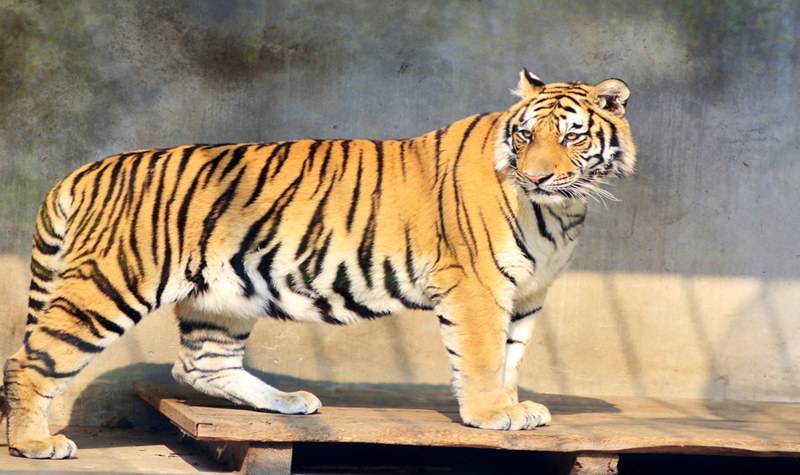 美国首次出现动物"中招" 老虎病毒检测呈阳性