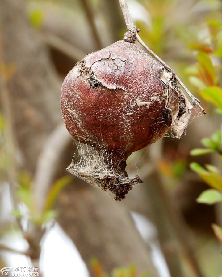 风干在树上的石榴你见过吗