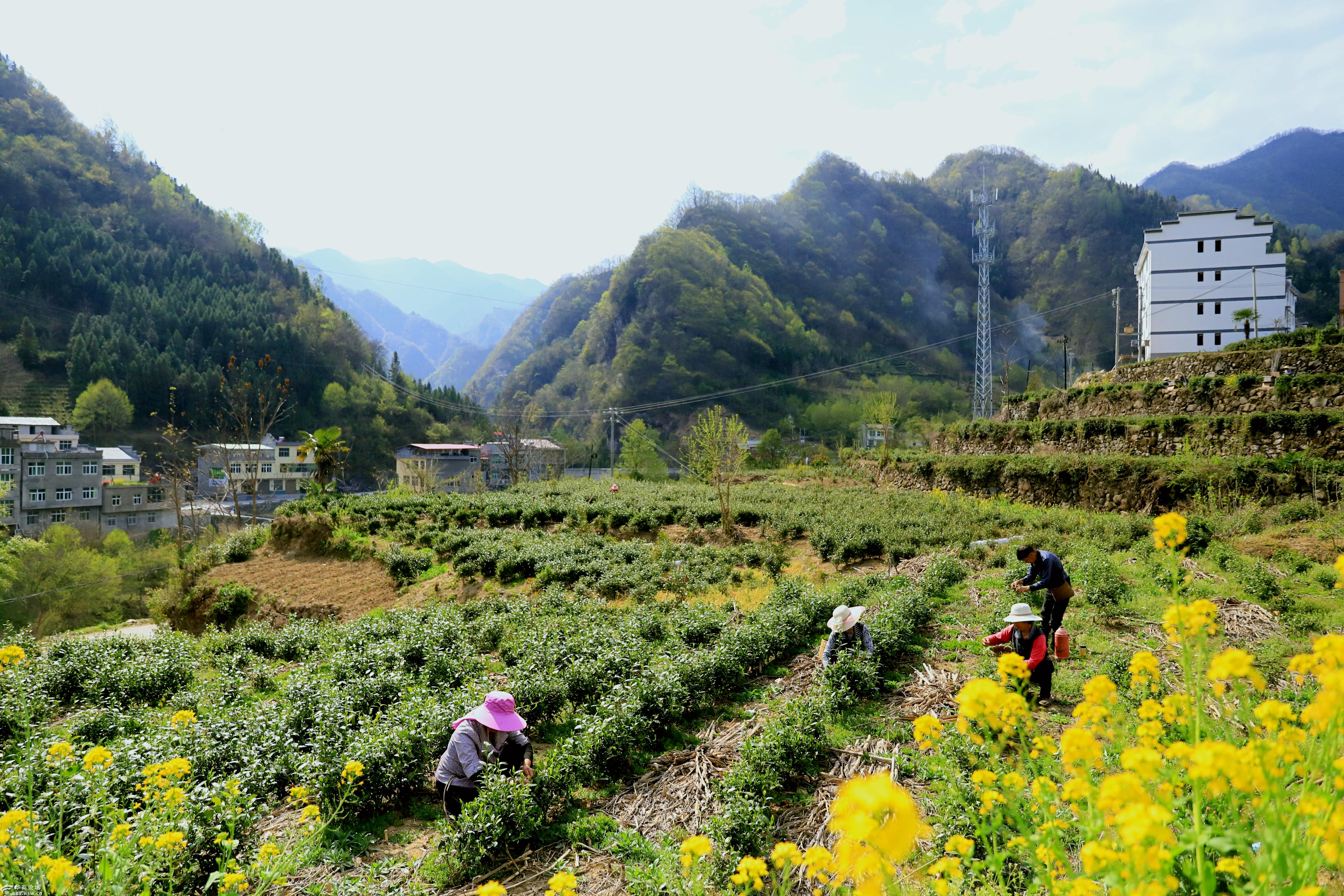 平利县正阳镇家家户户种茶树清明时节采摘忙
