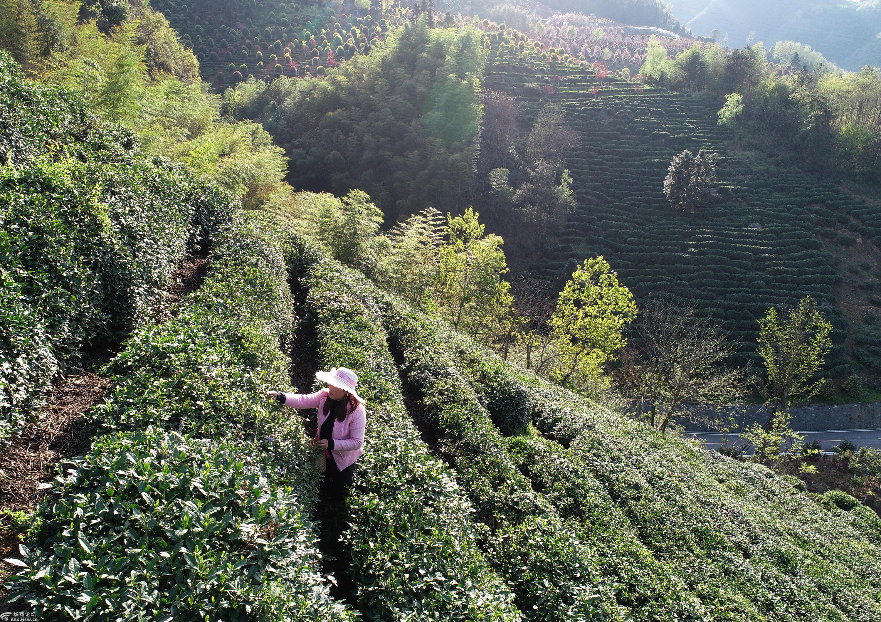 平利县正阳镇家家户户种茶树清明时节采摘忙