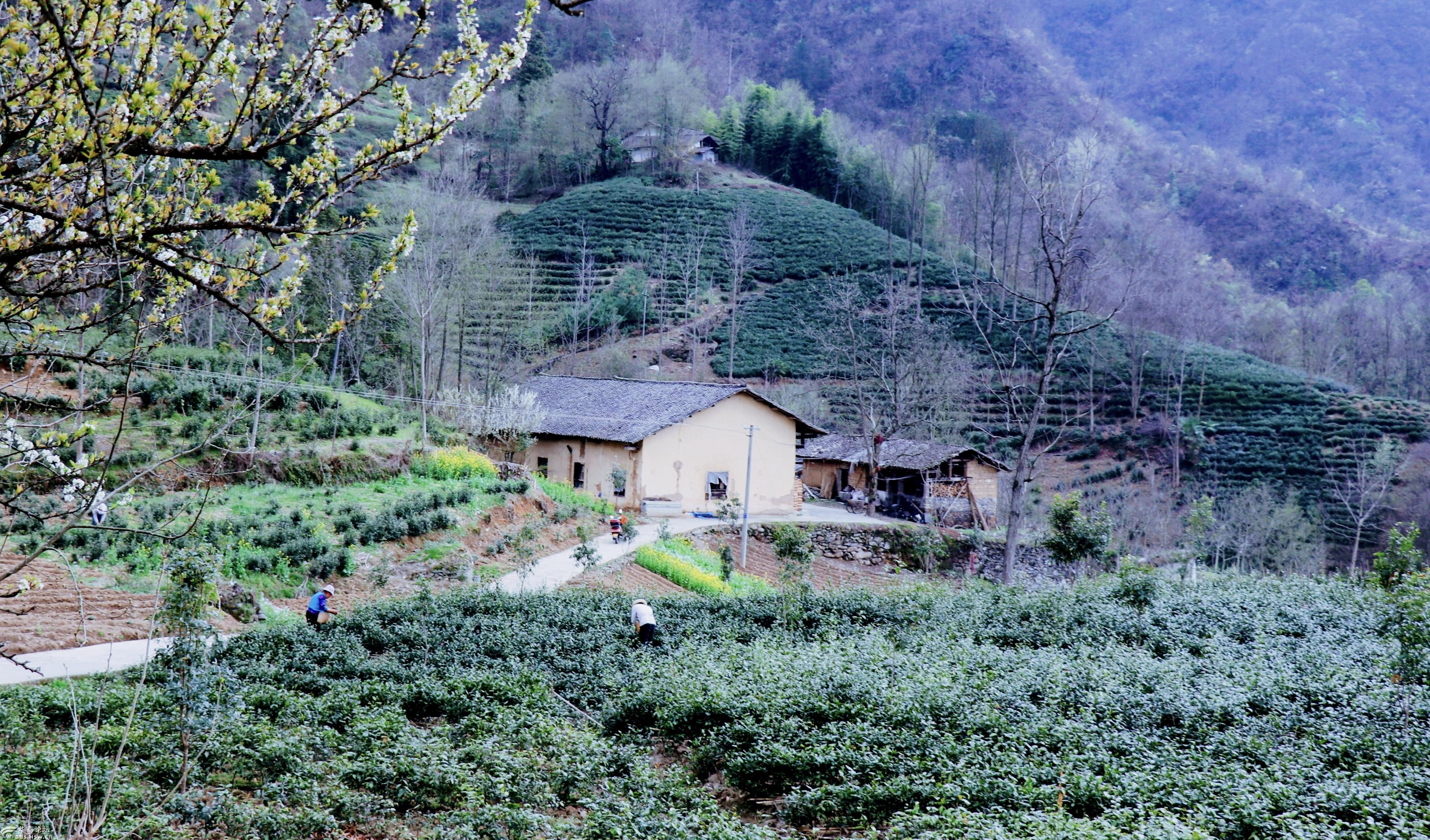 平利县正阳镇:家家户户种茶树 清明时节采摘忙