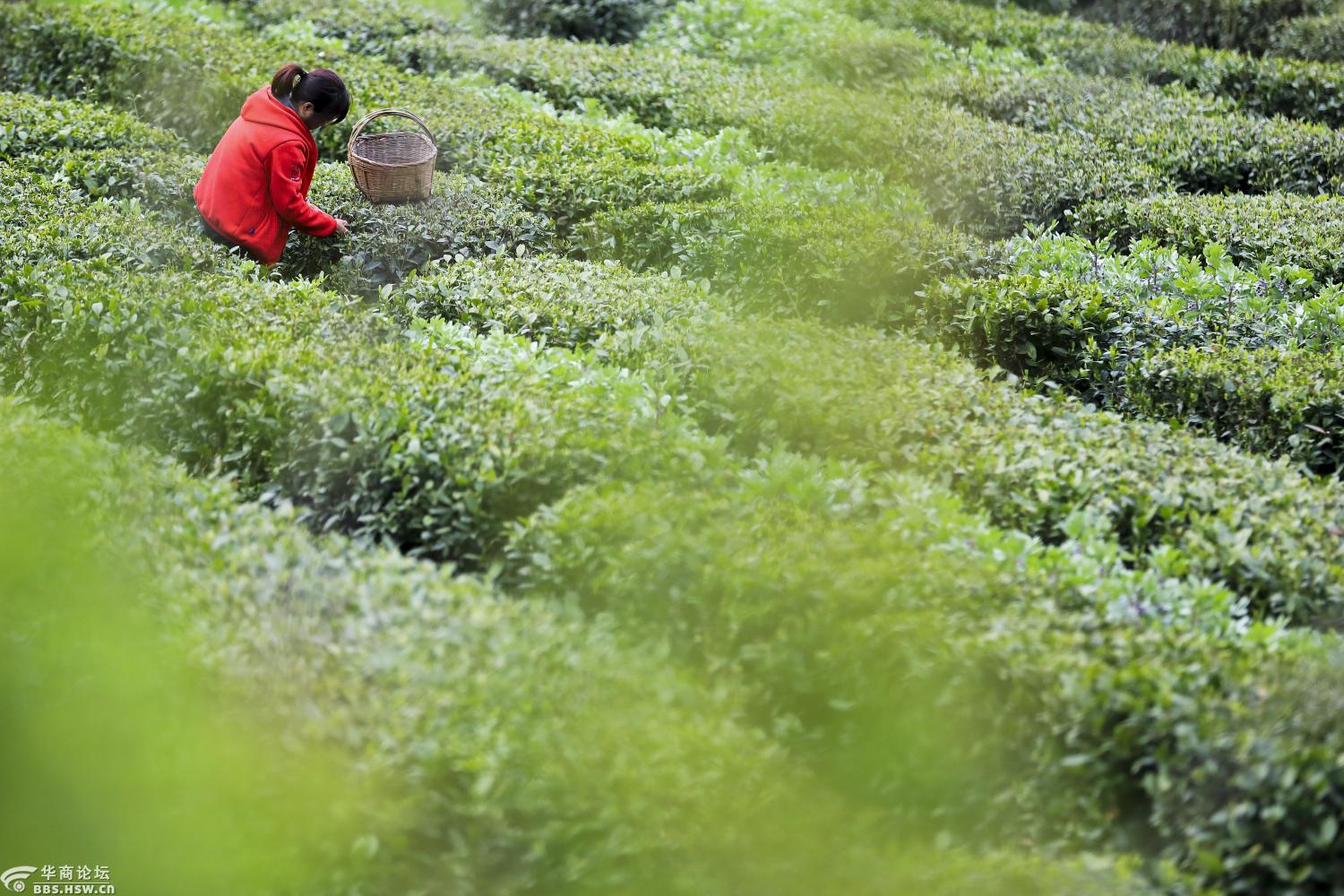 雨前茶几乎靠抢收