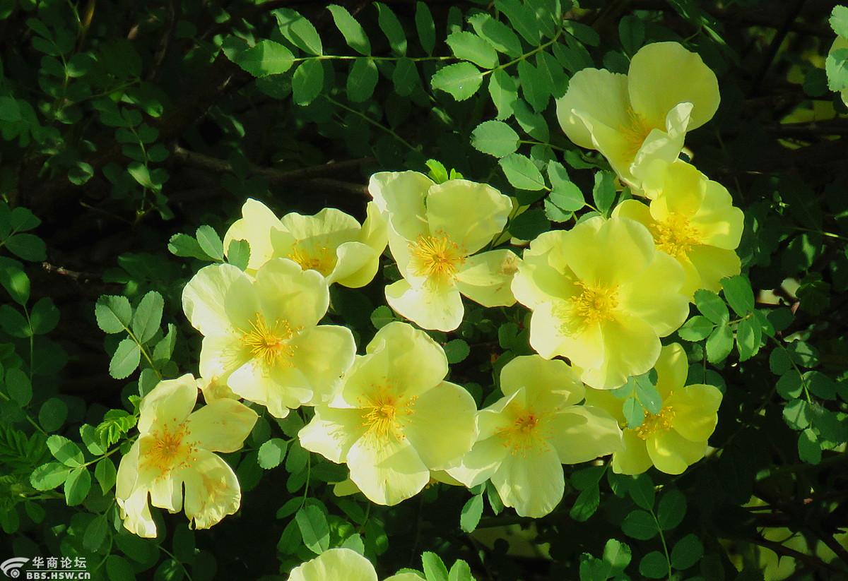 爽心悦目的黄刺枚