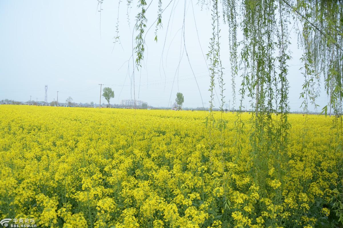 泾阳春色醉樊家千亩金黄油菜花