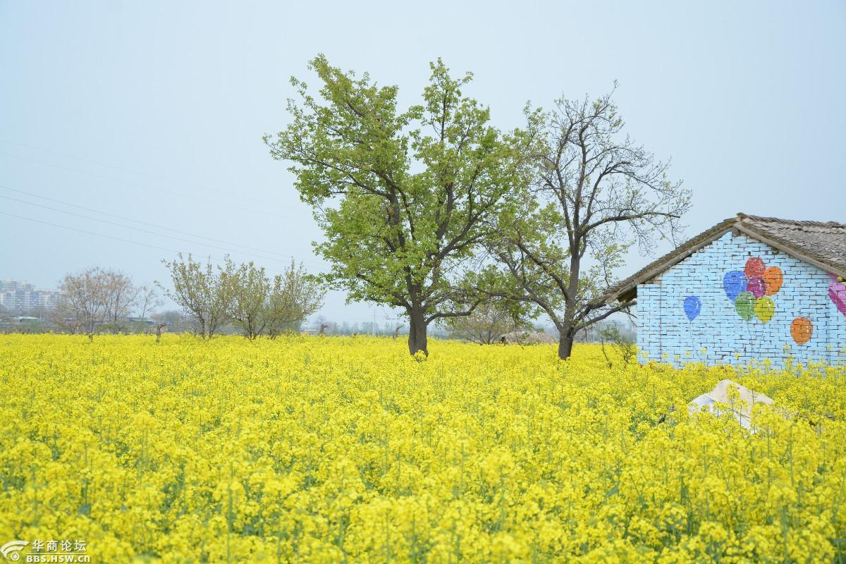 泾阳春色醉樊家千亩金黄油菜花