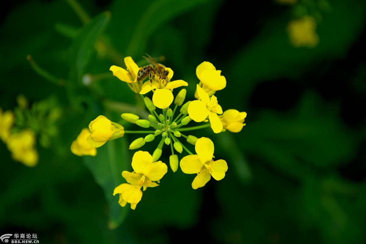 泾阳春色醉樊家千亩金黄油菜花