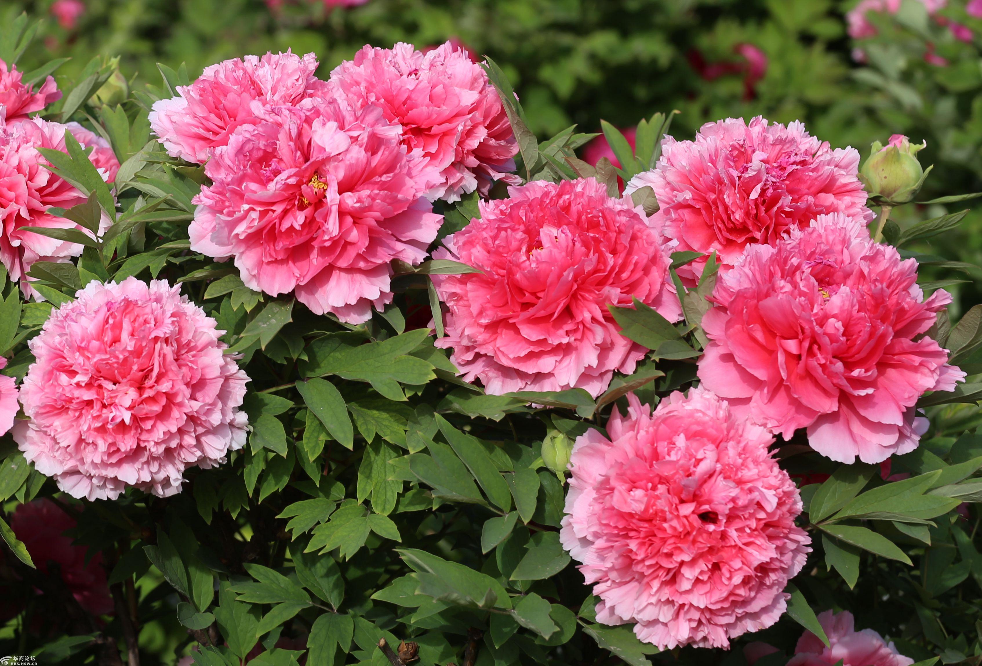 雍容华贵牡丹花国色天香要属它