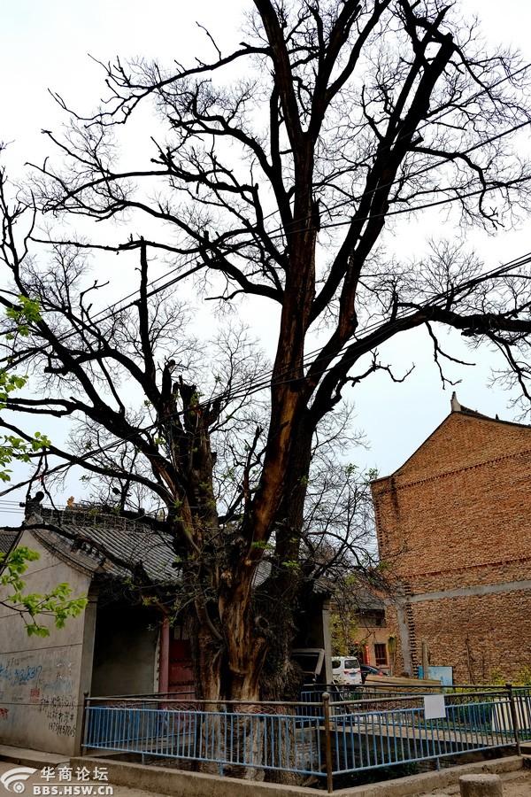 陕西兴平孙家庄有棵千年老槐树