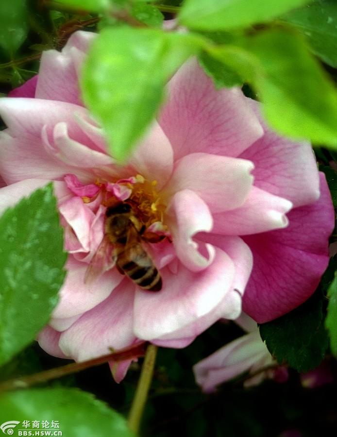 【手机微距】笑逐颜开的月季花