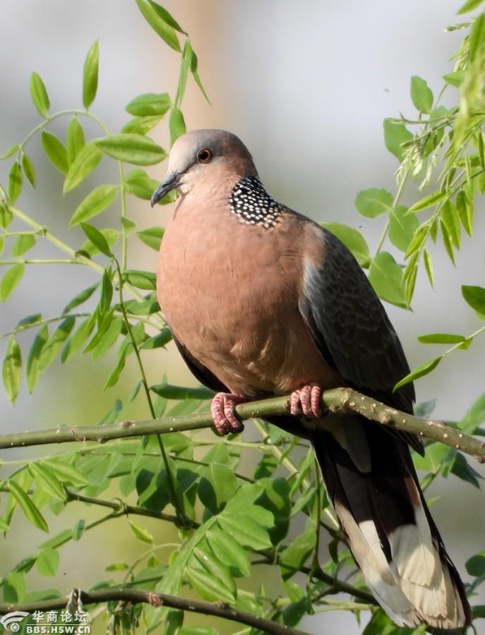 春色美丽斑鸠漂亮!