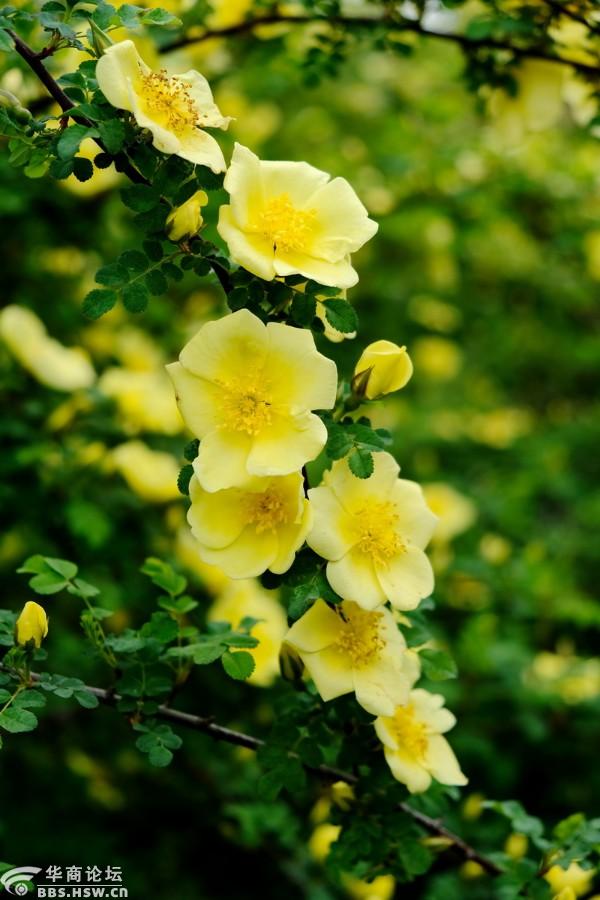 簇簇金黄鲜艳夺目的黄刺玫