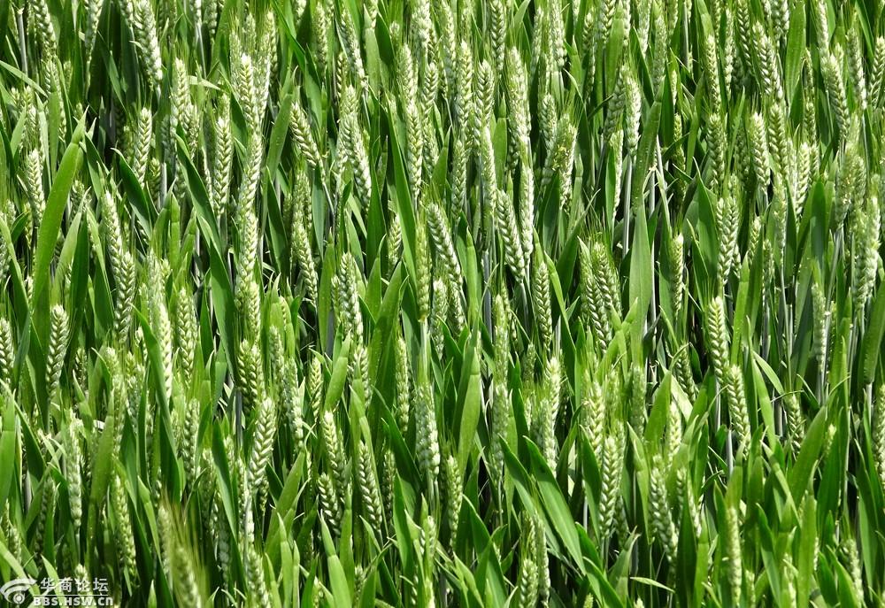 四月小麦长势喜人!