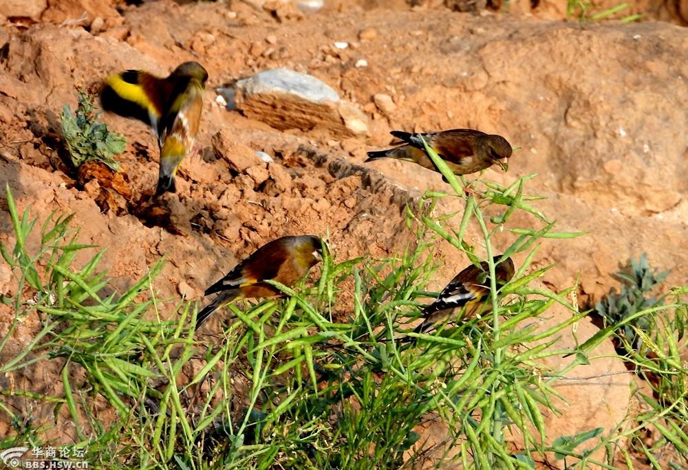 喜爱吃油菜籽的金翅鸟-西安论坛-华商论坛