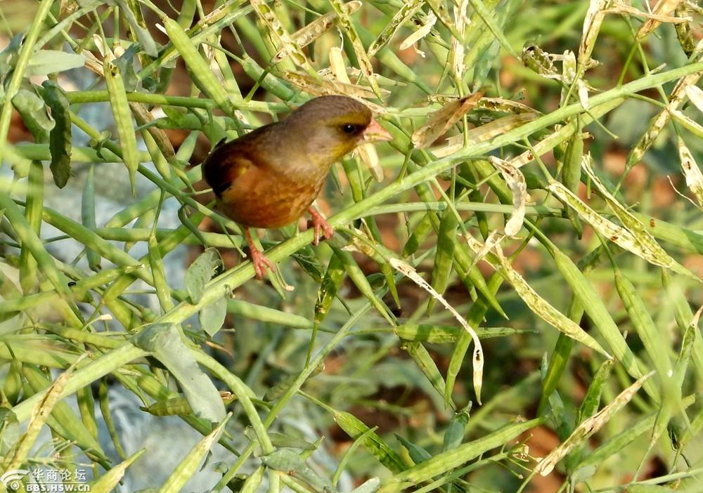 喜爱吃油菜籽的金翅鸟