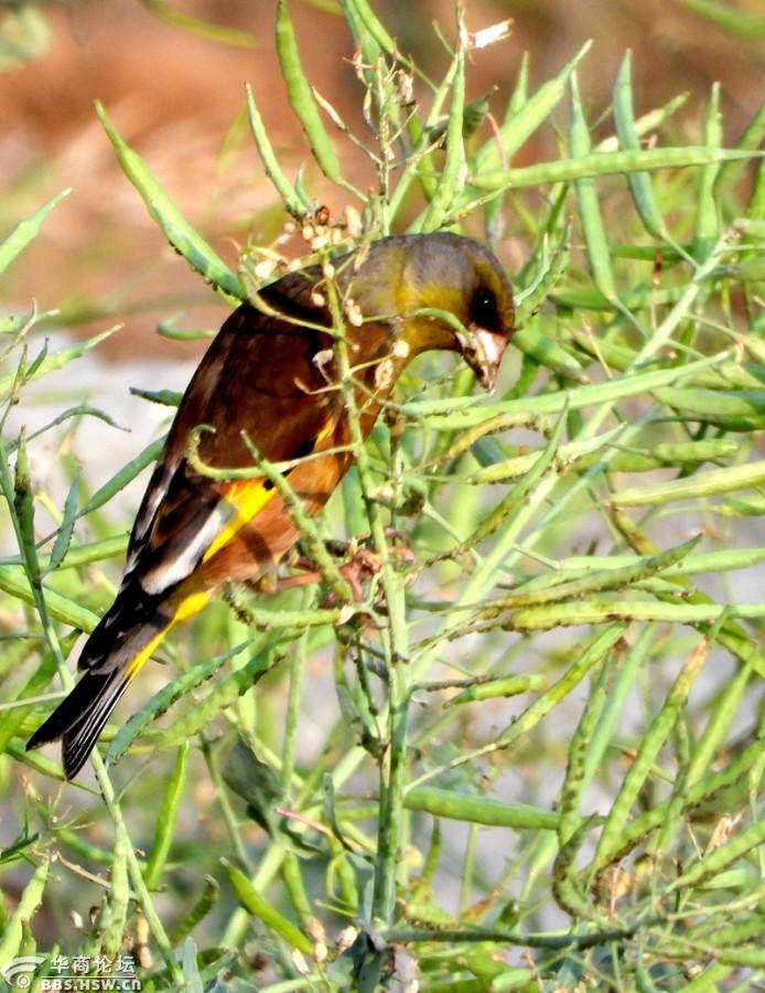 喜爱吃油菜籽的金翅鸟