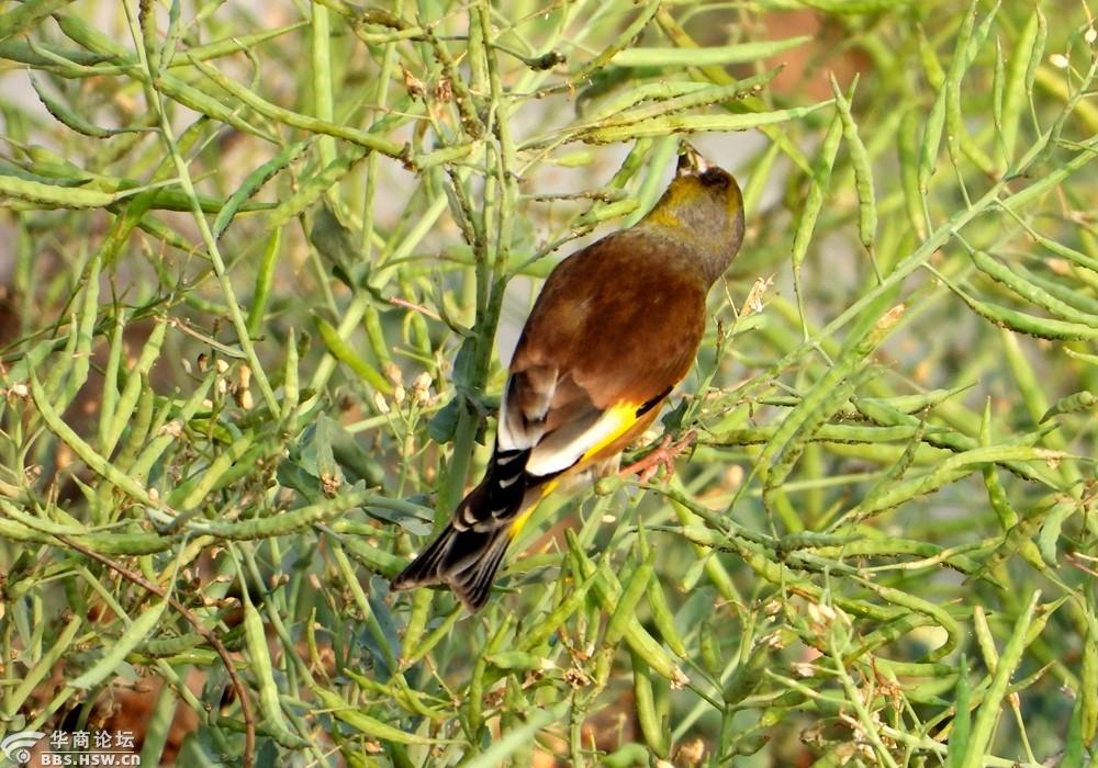 喜爱吃油菜籽的金翅鸟